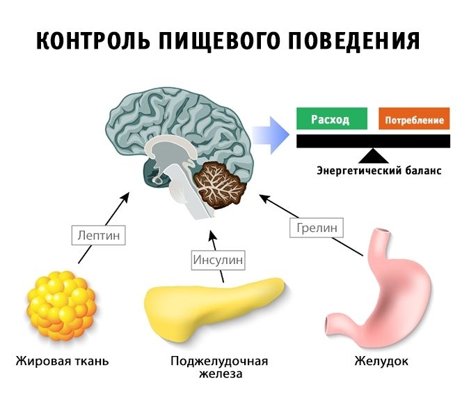 Как не испортить свой метаболизм0