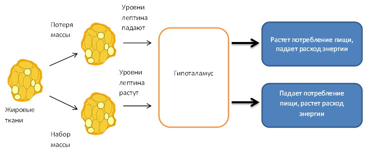 Как не испортить свой метаболизм1